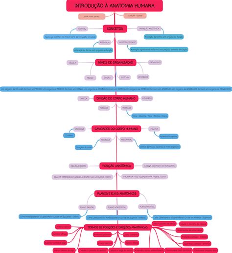 IntroduÇÃo À Anatomia Humana Mapa Mental Anatomia I