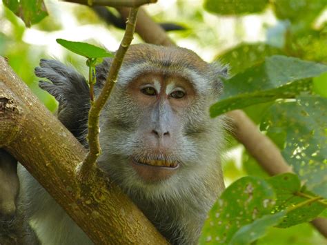 Crab Eating Macaque Macaca Fascicularis Display Full Image