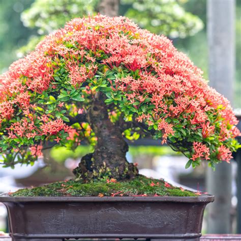 Quiz Dari Pohon Bonsai Pilihanmu Kami Bisa Tahu Kepribadian Aslimu