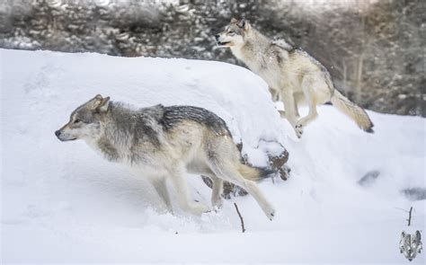 Wolves Playing Gray Wolf Canis Lupus Apex Predator Winter Snow Fine Art