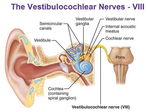 Vestibulocochlear nerve anatomy, location, function, damage & test