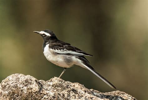 White Browed Wagtail Motacilla Maderaspatensis In Satpur Flickr