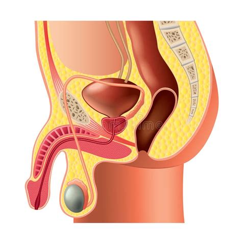 Male Reproductive System Front View Without Labels