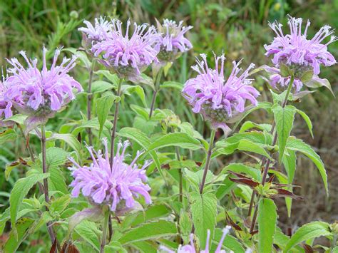 Wild Bergamot 200 Units Organic Non Gmo For Outdooryard Enjoyment