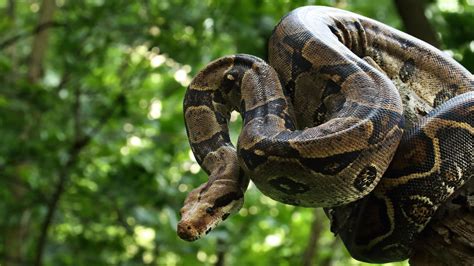 ALERTE : Un gigantesque boa constrictor est en liberté dans la forêt de ...