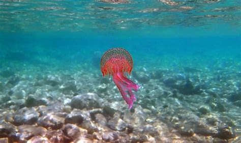 Premium Photo Mauve Stinger Purple Jellyfish Pelagia Noctiluca