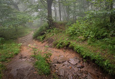 Craggy Gardens Picnic Trail 4 Photograph by Richard Olson - Pixels