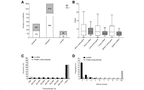 Categories And Features Of The Predicted Duck Lncrnas A