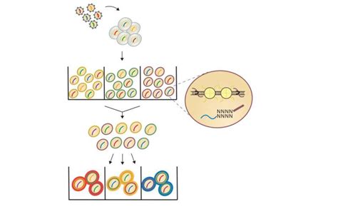 Single-cell CRISPR technology deciphers role of chromatin accessibility ...