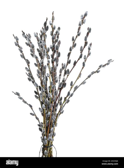 Beautiful Blooming Pussy Willow Branches On White Background Stock