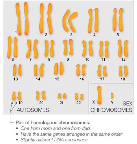 Sex Linkage