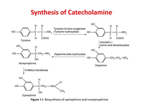 Adrenergic Cholinergic In Medicinal Chemistry PPT