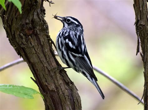 20 Black And White Birds You Might See Birds And Blooms