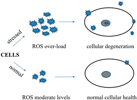 Ijms Free Full Text Dietary Modulation Of Oxidative Stress In