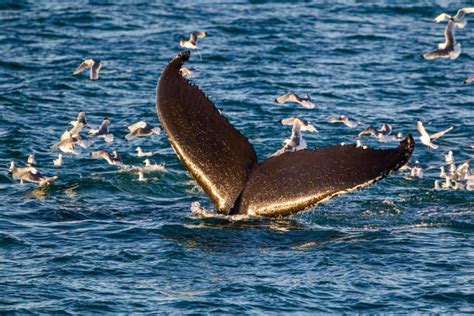 Humpback Whale Hunting Stock Photos, Pictures & Royalty-Free Images ...