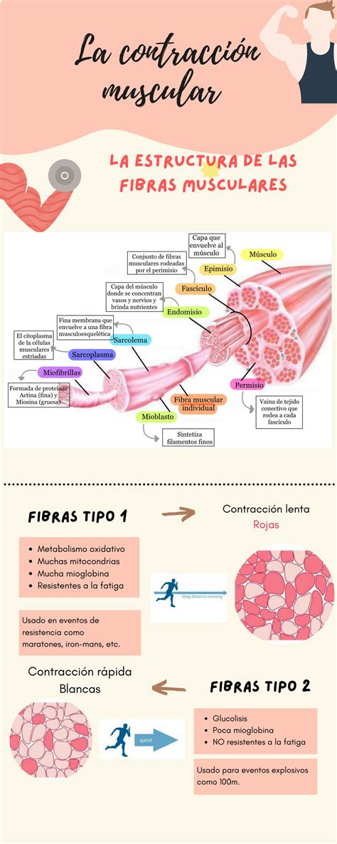 SOLUTION Contracción muscular Infografía Studypool