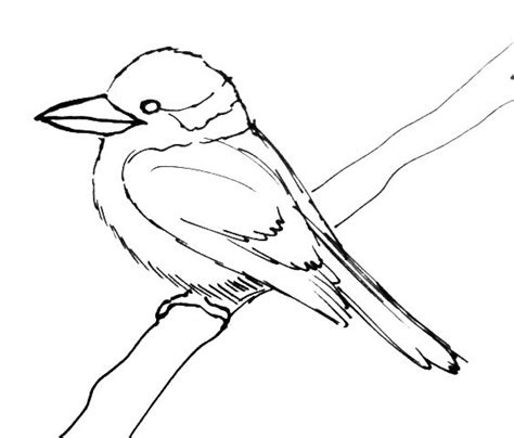 How to draw a Kingfisher Kookaburra tutorial