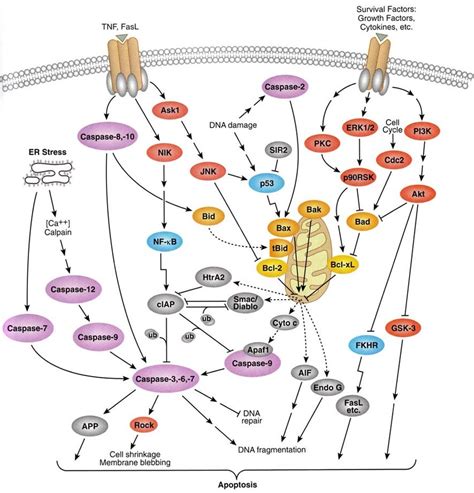 Cell Signaling Pathway Diagram