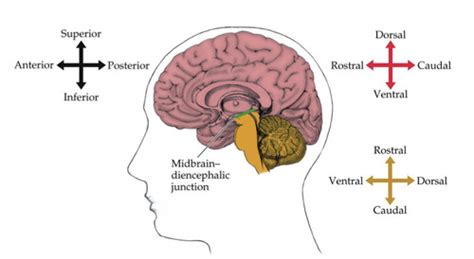 Intro To Neuroscience Flashcards Quizlet