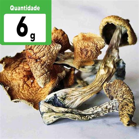 Compre G Cogumelos M Gicos P Cubensis Desidratados Comprar