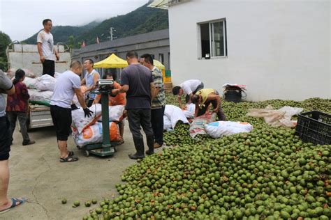 县林业局：核桃获丰收，百姓忙增收城口县人民政府