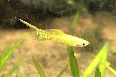 Different Types Of Guppies With Pics Fishlab Eu Vietnam