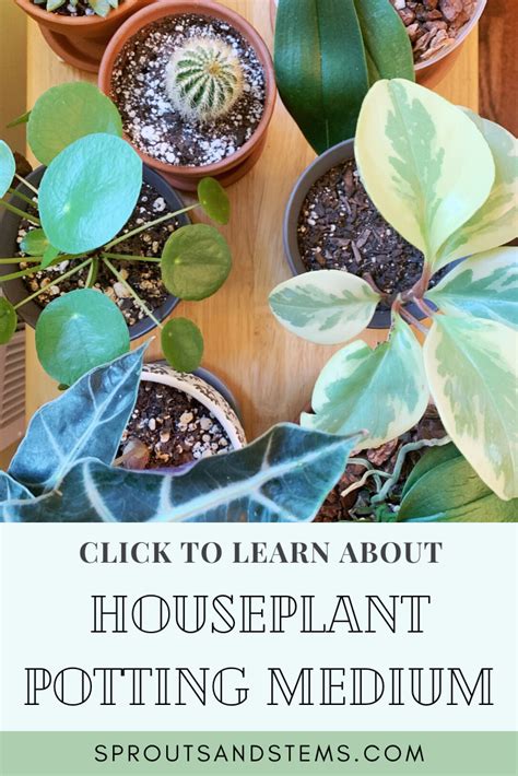 Propagating Succulents From Stem Cuttings Artofit