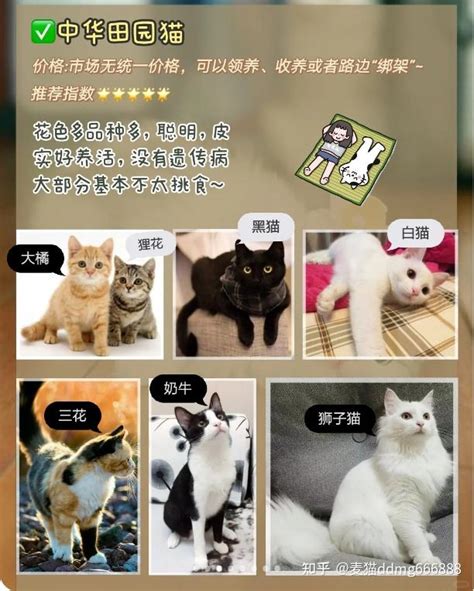 适合新手养的猫有哪些新手养猫推荐 知乎