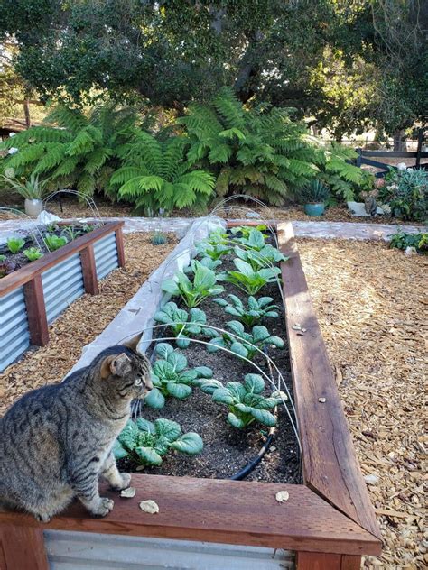 Homestead Update: Starting the New Garden ~ Homestead and Chill