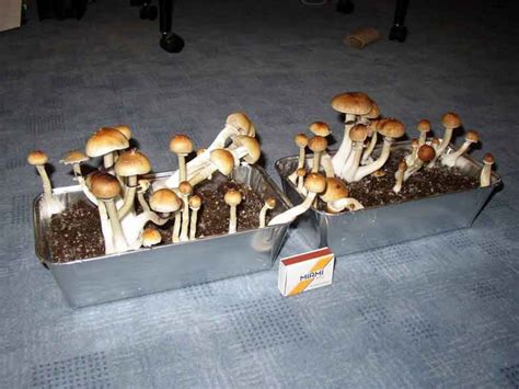 Psilocybe Cubensis Cambodia Gatunki I Odmiany Enteogennych Grzyb W