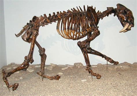 Smilodon Fatalis Saber Toothed Tiger Late Pleistocene … Flickr