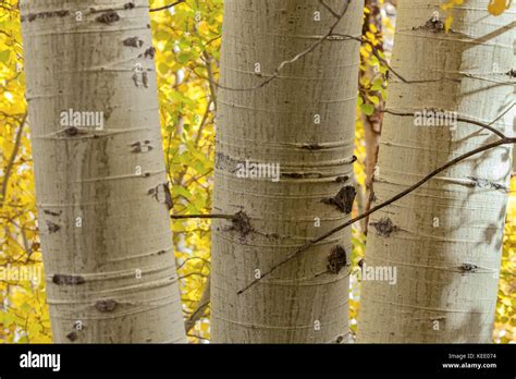 Close Up Of The Aspen Trees Trunks Populus Tremuloides And The Fall