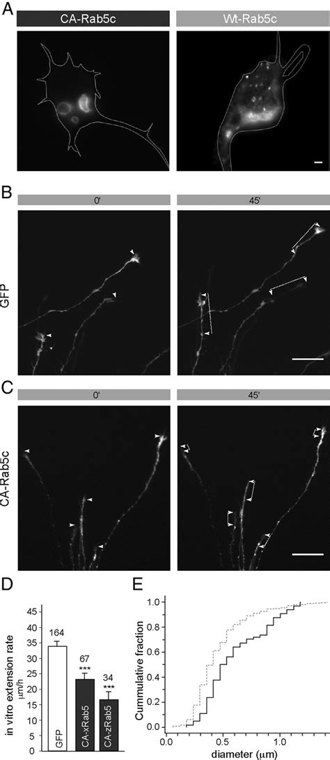 Constitutively Active Rab5 Slows The Axon Extension Rate In Vitro A