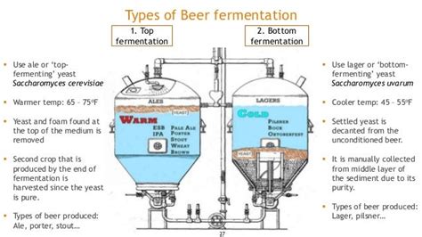 Beer fermentation