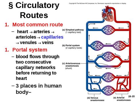 DIAGRAM Diagram Blood Vessels Hepatic Portal System MYDIAGRAM ONLINE