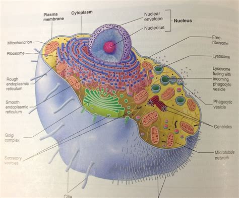 Nuclear Membrane Animal Cell