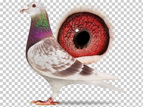 Homing Pigeon Racing Homer Columbidae American Show Racer Bird PNG