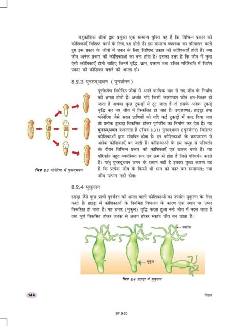 Rbse Book Class 10 Science विज्ञान Chapter 8 जीव जनन कैसे करते हैं