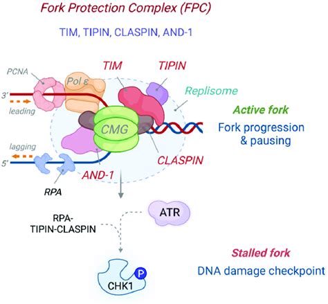 The Structure And Function Of The Fork Protection Complex The Fork