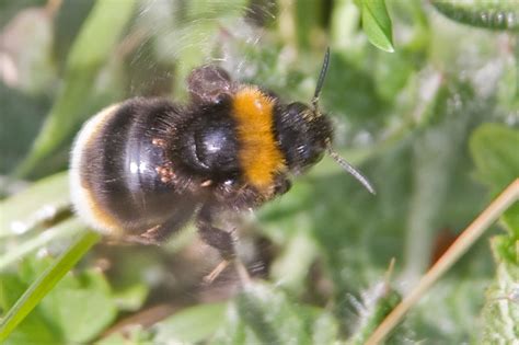 Vestal Cuckoo Bee Bombus Vestalis Some Photos And Notes