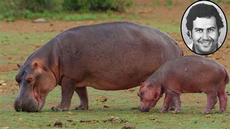 Pablo Escobar's hippos have changed region's water quality: Report