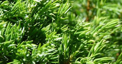 Juniperus Communis Green Carpet Jeneverbes Appeltern Adventure