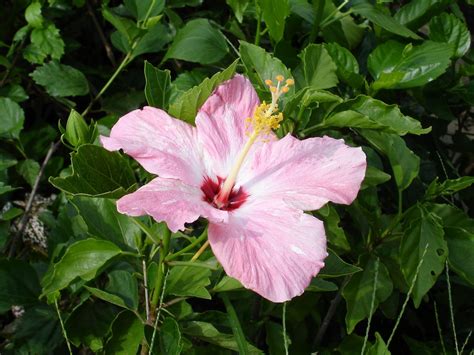 Tropical Flowers Wallpaper Wallpapersafari