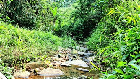 Peaceful Forest Stream Sounds Birds Chirping Relaxing Nature Sound