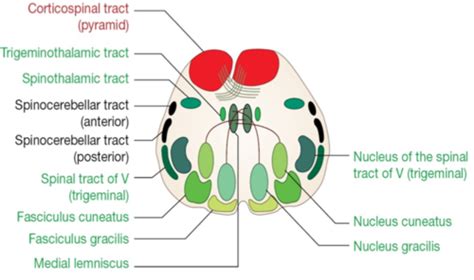 Caudal Medulla Oblongata Flashcards Quizlet