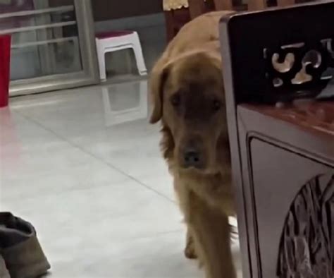 Il Gattino Dispettoso Cerca Di Fare Uno Scherzo Al Golden Retriever Ma