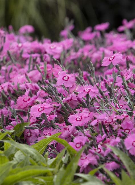 Dianthus Mountain Frost™ Pink Twinkle