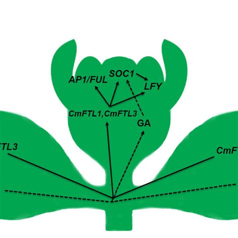 Pdf Gibberellic Acid Signaling Is Required To Induce Flowering Of Chrysanthemums Grown Under