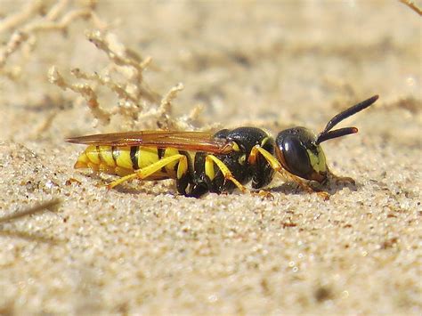 The Beewolf Philanthus Triangulum On The Sefton Coast North West