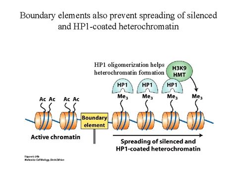 Eukaryotic Transcriptional Control Major Considerations Interplay Among